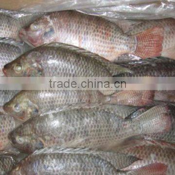 frozen tilapia fillet wholesale price