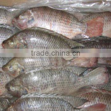 Frozen Tilapia Fillet Wholesale Price