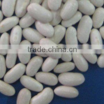 New crop white beans