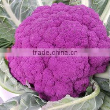 High Yield Hybrid F1 Purple Cauliflower Seeds For Cultivation