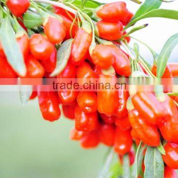 Tibet Organic ,pure Natural ,goji Berry photo-3