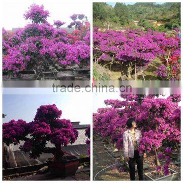 Bougainvillea spectabilis