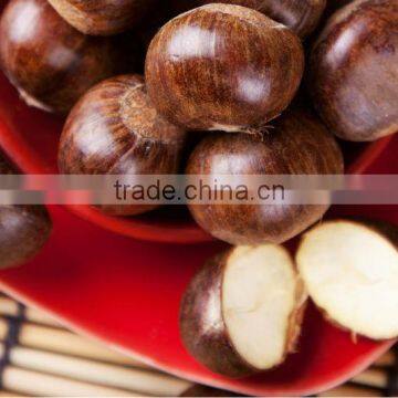 Chinese Best Quality Fresh Chestnuts 2013 Crop photo-3