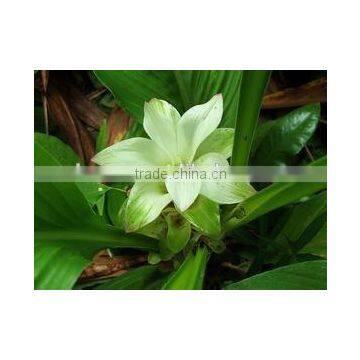 Manufacturer Supply All Kinds Pure Curcumin Extract With Kosher Certified 95% photo-4