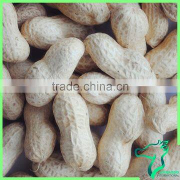 Peanuts Groundnut In Shell Available Best Quality Peanut With Shell