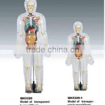 Model of transparent human(85cm)