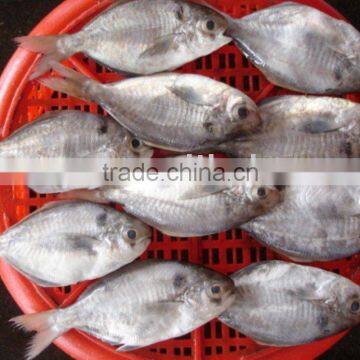 psenopsis anomala Frozen smalll pomfret(psenopsis anomala)