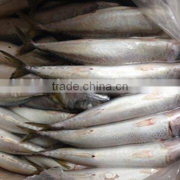 Frozen Pacific Mackerel photo-4
