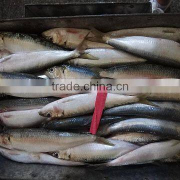 New fish sardine for bait on sale