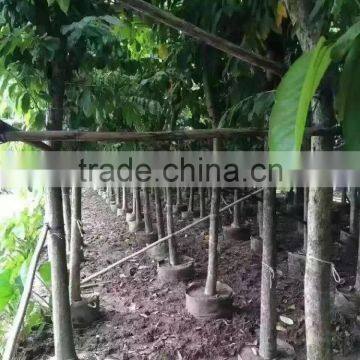 Lagerstroemia Speciosa Dia 6-20cm Landscaping Tree photo-5