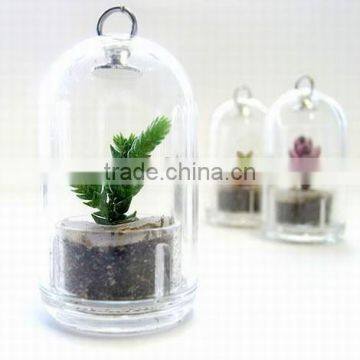 Live Mini Plant and Plant Pet Tree photo-3