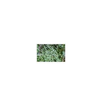 Liverwort Extract
