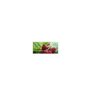 sell Bayberry Bark Extract