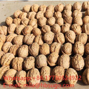 2020 The Best All Type New Crop Walnut Inshell photo-5