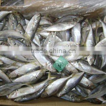 Frozen jack mackerel in fish (frozen on land) 50 - 70 g