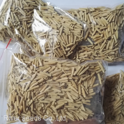 100pcs Mix Hybrid Wholesale Adenium Obesum Seeds Desert Rose Adenium Seeds for Sale photo-2