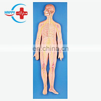 HC-S234 Human body Anatomical medical nervous system model