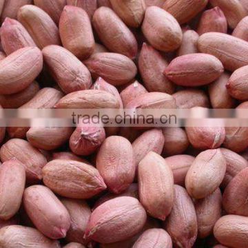 Indian peanut bold type