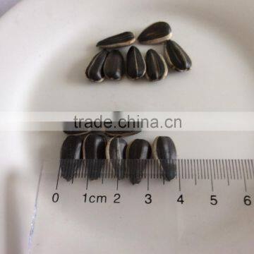 sunflower seeds market price black sunflower seeds sunflower seeds for roasting