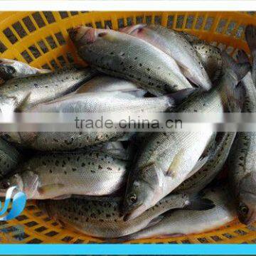 frozen fresh wholeround seabass for sale