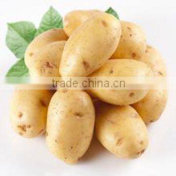 High Quality Holland Potato From China