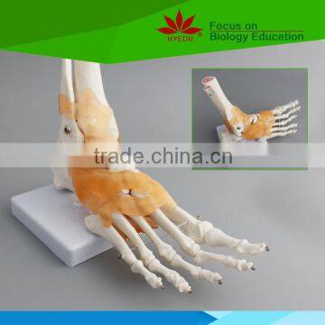 medical high quality human ankle joint model