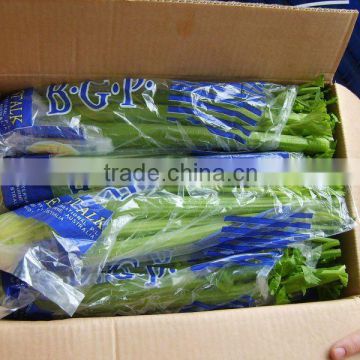 2016 Chinese New crop fresh celery