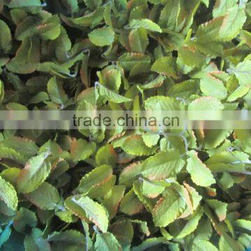 silk peppermint leaves bush