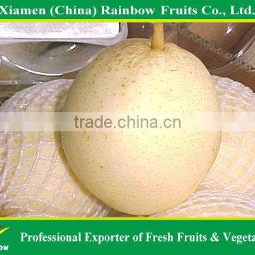 Chinese Pear