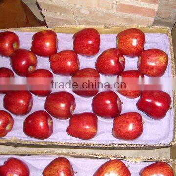 Gansu delicious Gala Apple