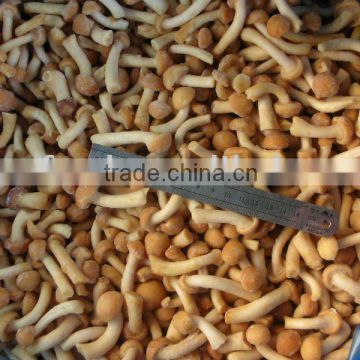 Chinese Frozen nameko