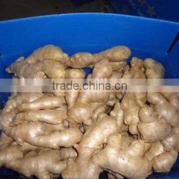 Fresh Ginger photo-5