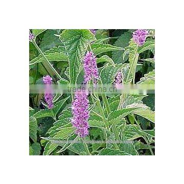 Gurjun balsam oil