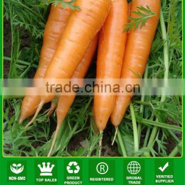 JCA02 uniform shape five inch carrot seeds, carrot seeds price