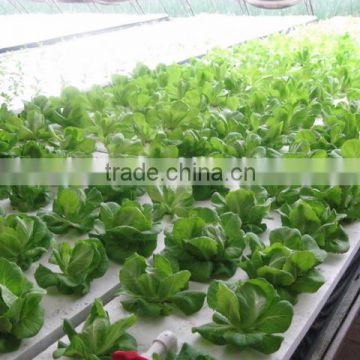 Hydroponic system for vegetable growth