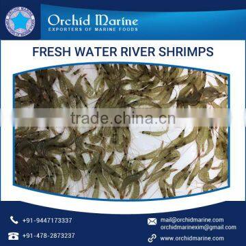 HACCP Certified Supplier of Fresh Water River Shrimps at Reasonable Price