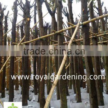 Ficus Altissima Tropical Trees Plants photo-2