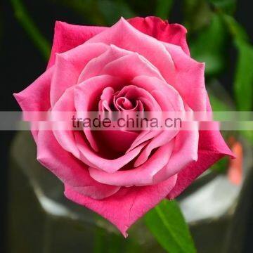 China Supplier Hobby Lobby Wholesale Flowers Fresh Cut Rose Export From Yunnan