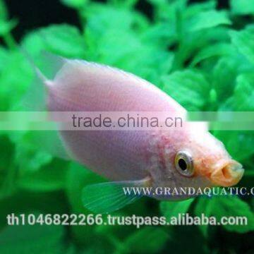 Kissing Gourami Fish Farm For Sale / Thailand Tropical Fish Exporter photo-2