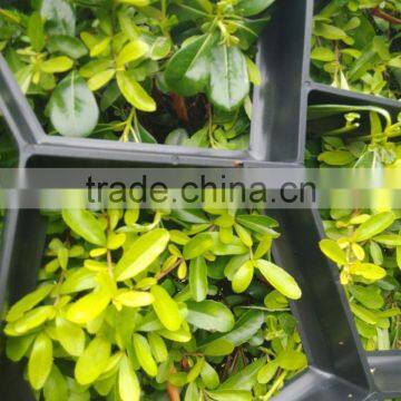 Factory Sale Concrete Paver Mold,DIY Your Garden and Pave Ways, Plastic Concrete Paving Mold for Your Yard Path and Platform photo-6