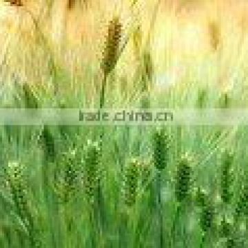 wheatgerm basic oil