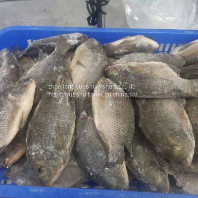 Tilapia Whole Round photo-2
