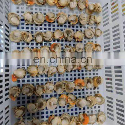 Frozen Farreri Scallop Frozen Scallop Meat photo-4