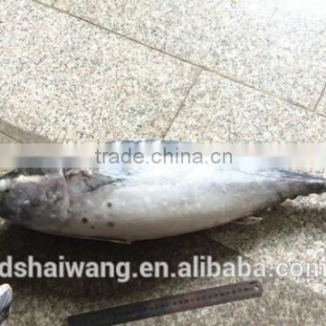 China Exporter Frozen bonito with size 750g up