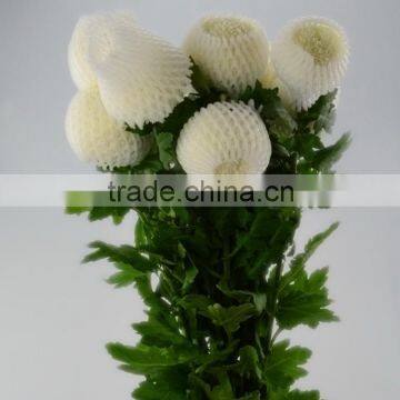 Newest OEM fresh factory direct fresh chrysanthemum