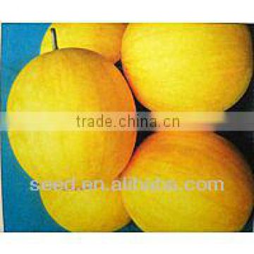 Golden Pard yellow seedless watermelon hybrid seed