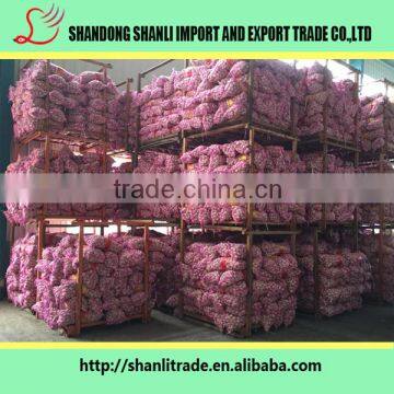 Chinese Bottled Garlic Chinese Garlic/fresh Garlic Garlic photo-2