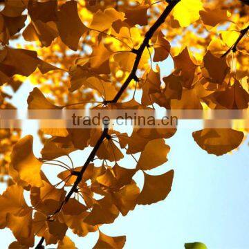 Memory Booster Biloba Ginkgo Organic Gold Ganoderma Extract