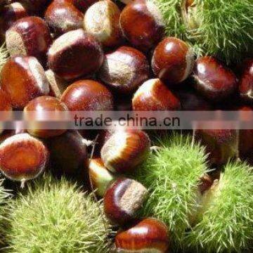 Health Food Organic Fresh Chestnut for Hot Dale--the Best Chinese Chestnuts Species photo-3