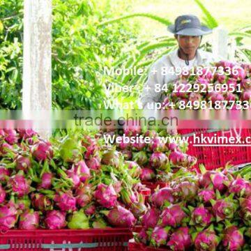 Hight quality for export/fresh dragon fruit/ white flesh